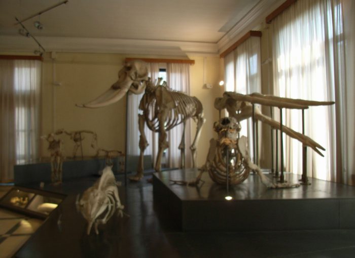 Městské muzeum zoologie
